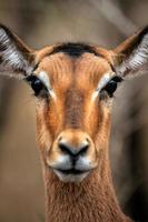 het gezicht van een mannelijke impala foto