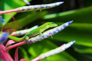 kleurrijke gekko foto