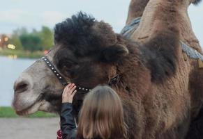 het meisje raakt de kameel aan en controleert of het koud is. liefde voor dieren. foto