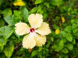 close up van gele hibiscus bloem bloesem foto