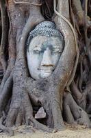 hoofd van zandsteenboeddha in boomwortel bij wat mahathat-tempel, ayutthaya, thailand foto