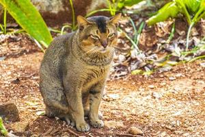 mooie schattige kat met groene ogen in tropische jungle mexico. foto