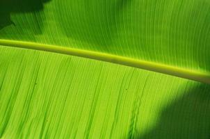 close-up van bananenbladtextuur, groen en fris, in een park foto