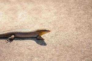 skink of scincoid hagedis foto