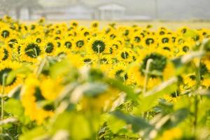 zonnebloemveld met het planten van zonnebloemplantboom op de natuurlijke blauwe luchtachtergrond in de tuin, zonnebloem op het platteland van de boerderij foto