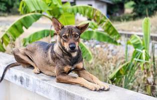 schattige volwassen gemengd ras zwarte en bruine hond die naar de camera kijkt met zoete bruine ogen. foto