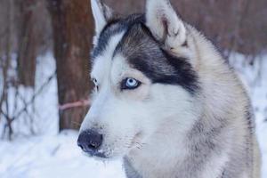 sledehonden in de sneeuw, race Siberische husky-honden in het winterbos foto