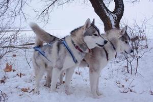 sledehonden in de sneeuw, race Siberische husky-honden in het winterbos foto