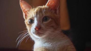 een oranje kat die slaapt en speelt in een natuurlijk huis foto