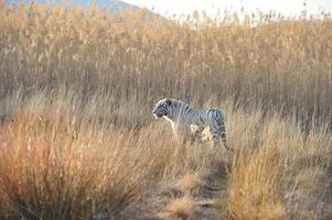 witte tijger foto