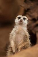 kleine meerkat of suricate (suricata suricatta)
