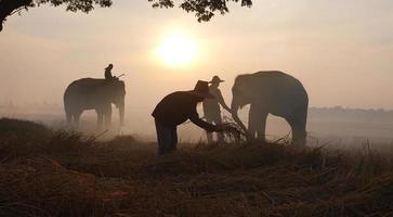 silhouetolifant op de achtergrond van zonsondergang, olifant thai in surin thailand.