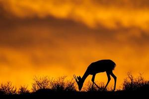 springbok silhouet