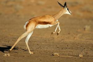 lopende springbok antilopen