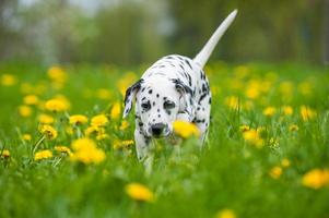 Dalmatische pup