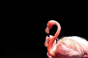 flamingo's foto