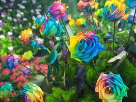close-up van prachtige regenboogroos bloeien in de tuin foto
