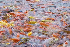 tilapia en koi vissen of mooie karpervissen zwemmen wachtend op eten in de vijver foto