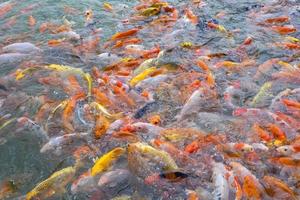 tilapia en koi vissen of fancy karpervissen zwemmen wachtend op voedsel in de vijver. foto