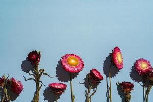 helichrysum bracteatum rood papier madeliefje foto