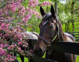 Kentucky volbloed paard in de lente.