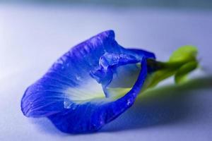 blauwe bloemen op tafel foto