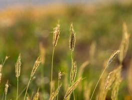 gras bloemen in de achtertuin in de zomer foto