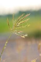 gras bloemen in de achtertuin in de zomer foto