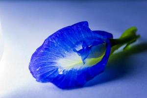 blauwe bloemen op tafel foto