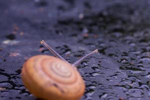 close-up slak op tafel foto