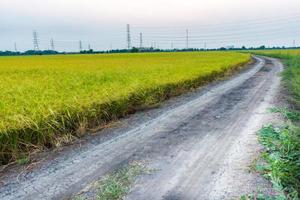 grondweg in het midden van een rijstveld dat klaar is om te oogsten foto