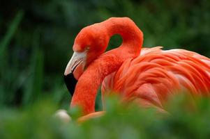 flamingo ii foto