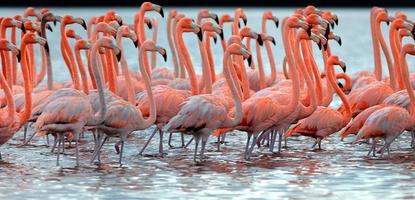 zwerm grotere flamingo's