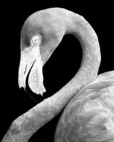 close up van een flamingo