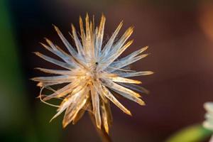 sluit de bloembladen van de bloem foto