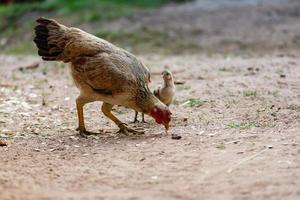 kippen en ballen op zoek naar voedsel foto