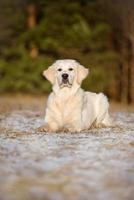jonge golden retriever hond in het bos foto