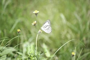 vlinder op wilde bloemen in het zomerveld, mooi insect op groene natuur wazige achtergrond, dieren in het wild in de lentetuin, ecologie natuurlijk landschap foto