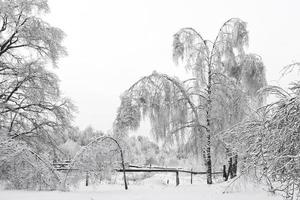 winterlandschap met sneeuwwitte bomen, houten schutting