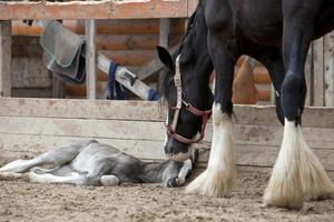 het paard staat bij het veulen, de hengst ligt op de grond, een veulen is in de stal geboren. foto