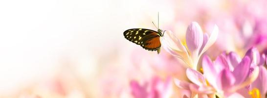 krokus bloeit in een zachte focus op een zonnige lentedag met vlinder foto