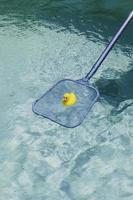 rubberen duckie in zwembad foto