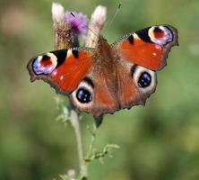 pauw vlinder foto