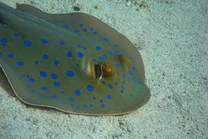 blauwgevlekte rog op zeebodem dichtbij foto