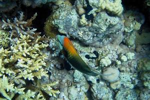 kleurrijke slingerlipvis foto