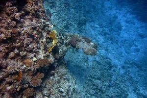 koraal met overhang foto