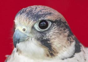 falco tinnunculus hoofd foto