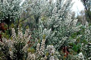 bloemen in de winter foto