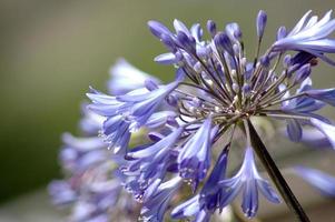 paars witte bloemen foto