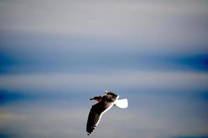 vrijheid zeemeeuw in de lucht foto